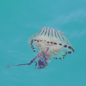 Jellyfish